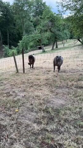 A video captures two miniature horses in a fenced enclosure. The horse on the left is brown, and the horse on the right is gray. They stand facing the camera, separated by a wire fence. The ground is covered in dry grass and dirt. Trees and foliage form the background. The sky appears overcast. The video is short, lasting only a few seconds, and contains no spoken dialogue.