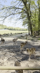 Fallow deer herd observed at fenced enclosure in Poing