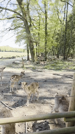 Fallow deer herd observed at fenced enclosure in Poing