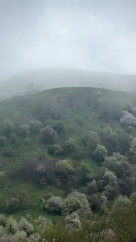The video shows a hillside covered in green grass and scattered trees and bushes, many with white blossoms, under a heavy fog or low-hanging clouds. The top of the hill is barely visible through the mist. The scene is static with no visible movement or activity. The overall impression is of a tranquil, overcast day in a rural or mountainous region.