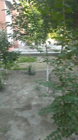The video displays an outdoor scene in what appears to be a residential or garden area in Kokand, Uzbekistan, captured during daylight hours with clear, sunny weather. The camera slowly pans from left to right, focusing on lush green foliage. Initially, a dense cluster of green leaves from a bush or tree dominates the foreground. As the camera moves, it reveals a paved path or driveway, with a white car partially visible in the background, parked near some trees. Further along the pan, a single red rose is seen blooming on a small bush in a patch of dirt. The ground is a mix of dirt and some sparse green growth. The video also briefly shows what looks like a light-colored building wall on the right side. Throughout the video, the distinct sound of a female voice speaking Russian can be heard, including phrases like "And where did you run?" No specific activities other than the camera's movement are depicted. No visible text is present.