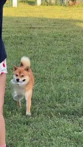 A medium-sized brown dog with a curled tail stands on a grassy lawn with a plastic bottle in its mouth. A person's legs, clad in shorts with a heart pattern and pink socks, are visible on the left side of the frame. The dog drops the bottle and looks towards the person, panting. The person then bends down and the dog nudges its head against the person's leg. The scene appears to be outdoors in a yard or park.
