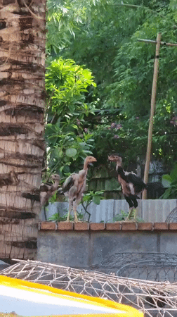 Daily life documented in Vietnamese neighborhood over 17 minutes