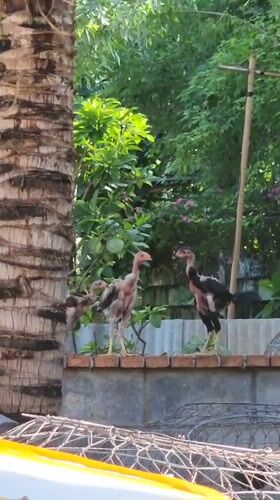 Daily life documented in Vietnamese neighborhood over 17 minutes