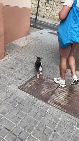 A person walks down a sidewalk with a small dog following them. The person is wearing a light-colored t-shirt, brown shorts, and white sneakers. They are carrying a large blue bag over their left shoulder. The dog is black and brown with a white chest and is on a leash. The sidewalk is paved with square tiles. A metal grate is visible in the foreground. A stone wall and a street are visible in the background. The camera is following behind the person and dog as they walk away.