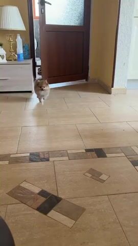 A small fluffy Pomeranian dog walks towards the camera on a tiled floor. The dog is in focus while the background is blurred. The dog is light brown and has a bushy tail. The tiled floor has a pattern of squares in different shades of brown and beige. There is a doorway in the background with a wooden door. To the left of the doorway, there is a light-colored counter or cabinet. To the right of the doorway, there is a white cabinet. A pink object is visible in the upper right corner of the frame.
