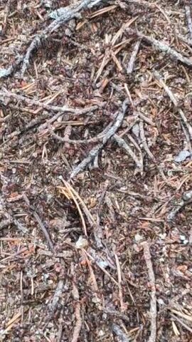 The video shows an extreme close-up of an anthill. Numerous ants are visible, moving among twigs, pine needles, and other organic debris that make up the mound. The camera is positioned directly above the anthill, providing a top-down view of the busy insect activity. The lighting appears natural, suggesting the video was taken outdoors in daylight. No people are visible in the video.