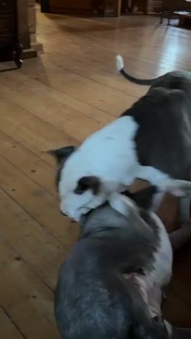 Two dogs are playing on a wooden floor. One dog is mostly grey with some white markings on its face and chest. The other dog is dark grey with white markings on its chest and head. The grey dog is on its back, and the dark grey dog is on top of it, with its head near the grey dog's head. Both dogs appear to be gently nipping at each other. The environment is indoors, with wooden flooring and what appears to be furniture in the background. The lighting is natural, coming from an unseen source.
