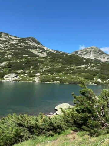 A serene, high-definition video captures a tranquil mountain lake under a clear blue sky. The lake's surface is a deep, calm turquoise, reflecting the surrounding mountainous terrain. The mountains are covered in a dense carpet of green vegetation, dotted with rocks and sparse trees, suggesting an alpine environment. In the foreground, the edge of the lake is visible, with a few large rocks and a cluster of lush green pine branches reaching into the frame. The camera pans slowly across the landscape, offering a panoramic view of the undisturbed natural beauty, with no people or man-made structures visible. The overall impression is one of peaceful solitude and the raw grandeur of nature.
