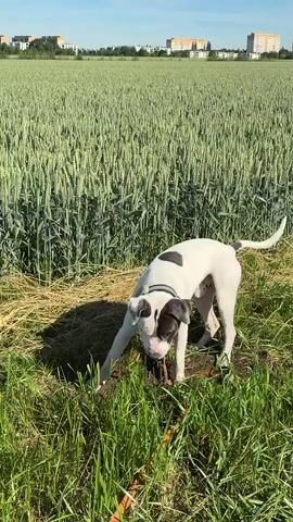 The video showcases a white dog with black markings, wearing a collar, actively digging a hole in a grassy area next to a vast field of green wheat. The dog is focused on its task, with its head low and its paws working the soil. The background features a clear, bright blue sky and a line of apartment buildings in the distance, suggesting an urban or suburban edge to the rural landscape. The sun is high, indicating it's likely midday, and the weather appears to be pleasant. The wheat field is lush and tall, creating a strong visual contrast with the foreground where the dog is digging. The presence of dried grass and straw near the dog hints at the time of year, possibly late spring or early summer before the wheat fully matures. The scene evokes a sense of playful curiosity and the simple joys of a dog exploring its environment. There is no visible text in the media file.