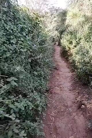 The video shows a narrow, dirt trail winding through dense green vegetation. The path is reddish-brown and slightly uneven, with occasional rocks or debris visible. The vegetation on either side consists of various leafy plants, bushes, and small trees, creating a tunnel-like effect. The light is filtered, suggesting an overcast or shaded environment. The camera appears to be moving forward along the trail, creating a first-person perspective of walking. The camera moves erratically and is often off center.