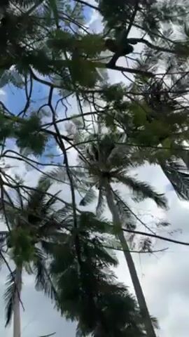 The camera looks up towards a partly cloudy sky, framed by the foliage of several trees. Palm trees with coconuts are visible among other leafy trees. The wind appears to be gently moving the leaves. No people are prominently visible in the frame. The scene is outdoors in what appears to be a tropical or subtropical environment.