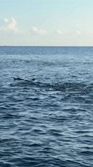Marine life and water scenes documented near Seririt