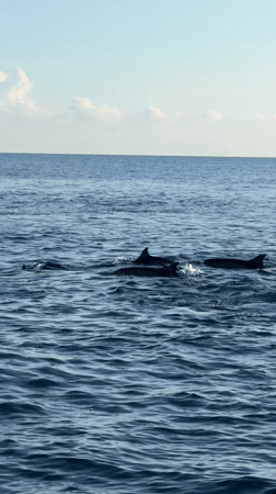 Marine life and water scenes documented near Seririt