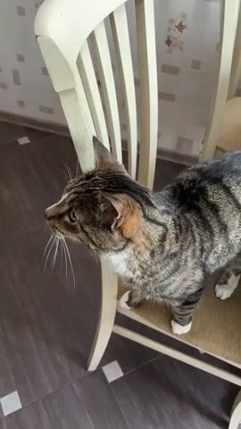 A brown tabby cat with white paws and chest stands on the seat of a light-colored wooden chair with vertical slats. The chair sits on a dark brown tiled floor. The cat looks around, shifting its gaze from left to right. A person speaks in the background.