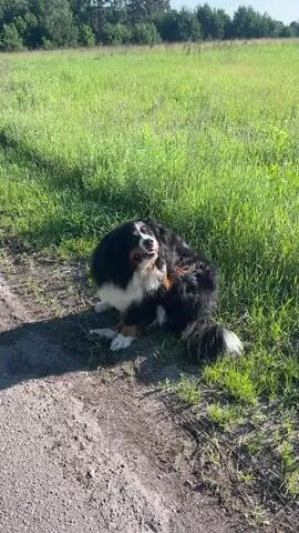 A Bernese Mountain Dog sits on a dirt path next to a grassy field. The dog is scratching its ear with its back leg. The dog has black, white, and brown fur. The field is green and appears to be a meadow with trees in the background. The sun is shining.