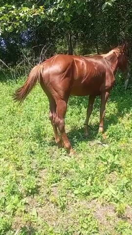 The video shows a thin, brown horse standing in a grassy, wooded area. The horse is tethered by a rope around its hind legs. Sunlight filters through the trees, casting shadows on the ground. The horse appears to be grazing. The video pans slightly to the left, showing more of the surrounding trees and vegetation.