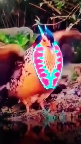 The video begins with a close-up of a vibrantly colored bird with an elaborate plumage. The bird is standing on the ground near what appears to be water, with lush foliage in the background. Its neck is adorned with a fan-like display of pink and turquoise feathers, contrasting with its orange and brown body. The bird's head is dark with a sharp, pointed beak and a crest of blue feathers. The camera then transitions to a different bird, a fluffy white egret with its wings spread wide. The egret's eyes are a striking red, and its blue beak is prominent. The background is dark and appears to be out of focus, with hints of green and blue. The egret is also standing, and its feathers are voluminous, giving it an ethereal appearance.