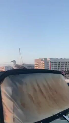 A seagull sits atop a boat cover in a marina before taking flight. The bird is white and gray, with a black beak. It is perched on the black, tarpaulin-covered boat, with other boats visible in the background. A person can be heard saying "Hello, what are you doing?". The camera then pans back to show the marina, with sailboats and multistory buildings on the shoreline. The water is calm and the sky is clear, a pale blue.
