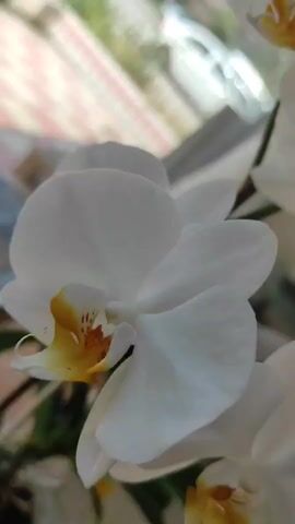 A close-up shot of a white orchid plant with yellow and orange centers. The camera pans slowly across the flowers and leaves. In the background, through a window, there is a blurred view of a tiled floor and a building.