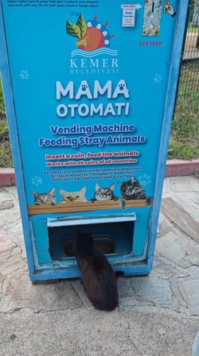 Daily life moments captured across Kemer, Turkey tourist area