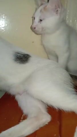 A kitten plays with a tail. The kitten is white with patches of orange and grey. The background is out of focus, but appears to be an indoor setting with a light-colored wall and a patterned rug. The video is shaky, suggesting it was filmed by someone holding a camera or phone.