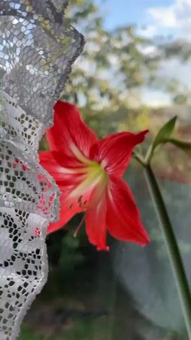 The video shows a close-up, slightly angled shot of a red Amaryllis flower with white stripes on its petals. The flower is in focus, while the background is blurred. The background appears to be a window with foliage and a blue sky visible outside. The lighting suggests it might be daytime, possibly late afternoon due to the warm light. The stem of the flower is green and thick. There is a hint of another flower or bud on the stem to the right of the main bloom. The image is still, with no discernible movement.