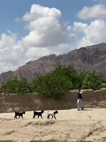The video captures a serene rural landscape in what appears to be an arid or semi-arid, mountainous region, specifically Mandisar, Afghanistan. Under a partially cloudy sky, a man dressed in traditional light-colored attire, including a shalwar kameez, walks from right to left across a wide, dusty path. He is accompanied by three goats, also moving in the same direction. Two of the goats are dark-colored, while the third is black and white.

Behind the man and goats, there is a low, earthy-toned wall, likely constructed from mud-brick or adobe, which is partially obscured by small green trees and shrubs. In the background, prominent, rugged mountains rise, their rocky formations suggesting a harsh but beautiful terrain. The sky is blue with scattered white cumulus clouds, indicating a clear and sunny day, likely during the late morning or early afternoon. The scene evokes a sense of traditional pastoral life. There is no visible text in the media.