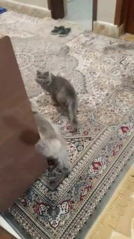 The video shows two grey long-haired cats on a patterned rug indoors. One cat walks away from the camera while the other sits near the corner of a piece of furniture. The room has a white refrigerator, a trash can, and other items in the background.