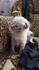 Two blue-eyed kittens lounge on a patterned couch