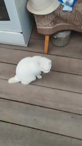 A white cat sits on a wooden deck and looks to the right. The cat is mostly in focus, but the background is blurred. To the left of the cat, a portion of a white appliance is visible. Behind the cat and to the right, a wooden chair with a patterned cushion is visible, along with a metal bucket.