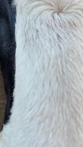 The video opens with a close-up of a cow's white fur, then transitions to a view of its black and white patterned face and snout. The camera then focuses on the cow's eye and ear tag, followed by a wider shot of the cow standing in a barn or pen. The final shot shows a person's hand reaching out to touch the cow's nose. The environment appears to be a farm or livestock facility, with dirt or straw on the ground and other cows visible in the background.
