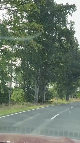 A car's dashcam records a view from the road traveling through a dense forest. The road is paved with white lines marking the lanes and is lined with trees on both sides. The trees are tall and green, with a mix of deciduous and coniferous species. The sky is overcast, suggesting a cloudy day. There are road signs visible along the side of the road, including speed limit signs and directional signs. The car appears to be moving at a moderate speed. The video is shot in landscape orientation.