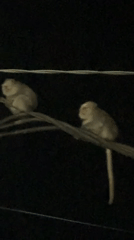 Monkeys spotted on power lines in Ubud, Indonesia