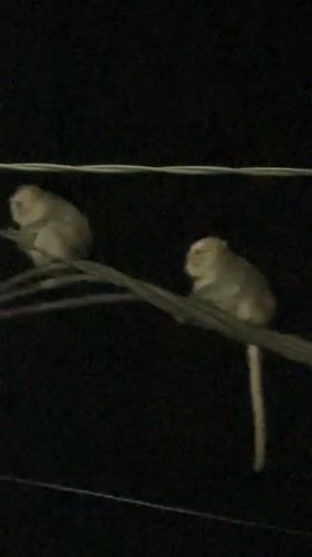Monkeys spotted on power lines in Ubud, Indonesia