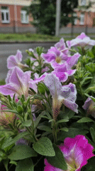 Dewy petunias in purple and fuchsia, garden close-up.