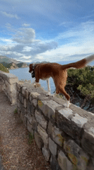 Dog and owner enjoy scenic Montenegro coast overlook
