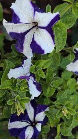 The video displays a close-up, downward-facing view of several striped purple and white petunia flowers with green leaves. The camera pans slightly, focusing on the intricate patterns of the petals and the water droplets on some of them. The background is blurred, suggesting a garden or outdoor setting.
