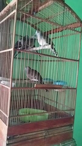 This media file shows three birds inside a wooden cage with a green background. The cage is made of thin wooden slats and has a curved top. Two of the birds are perched on a wooden branch inside the cage. One bird is facing the left, and another is facing the right. The third bird is on a higher perch, facing towards the left. The cage is positioned in front of a green wall, which might be a painted wall or a backdrop. The lighting suggests it is daytime. The birds appear to be some species of doves or pigeons, with patterned grey and white plumage. There is a blue object hanging from the top of the cage, which could be a water dispenser or a toy. The overall scene is simple and focuses on the birds within their enclosure. The location context of Prajuritkulon, Indonesia, suggests this might be a common sight in a residential or aviary setting in that region. No visible text is present in the media.