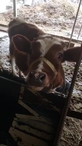 A brown and white calf with a yellow harness approaches a black feed trough, placing its head close to the camera. The calf has a dark nose with a pink patch on it. The camera is positioned near the trough, looking up at the calf's face. The ground is muddy, and part of a barn structure is visible in the background. The calf appears curious and interested in the camera.