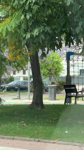 The video presents a static outdoor scene featuring a large tree with green foliage and yellow flowers dominating the left-center. The tree's dark brown trunk is centered in the midground, with green grass and scattered brown leaves in the foreground. To the right, a dark-colored metal bench with a wooden seat is partially visible, positioned in front of a light grey utility box. In the background, a paved road stretches horizontally, with at least two dark-colored parked cars. Beyond the road, residential buildings and other trees, some bearing purple blossoms, are discernible. A blue and white structure, possibly part of a playground, is visible on the far right. No individuals are present.