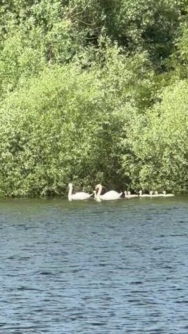 A family of swans swims across a body of water in the daytime. Two large white swans lead a group of smaller, younger swans. The water is dark and rippled. The bank of the water is lined with dense green shrubbery.