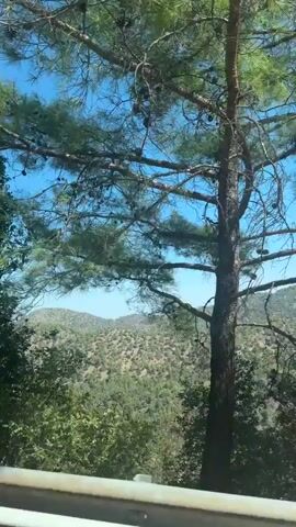 The video shows a scenic view of rolling hills covered in green vegetation and trees, seen from the perspective of a moving vehicle. The sky is clear and blue. Several pine trees are visible in the foreground, with their branches and needles framing the landscape. The camera pans across the scene, offering glimpses of the terrain and the expansive sky. There are no people or discernable objects other than the natural environment and the foliage from the vehicle.