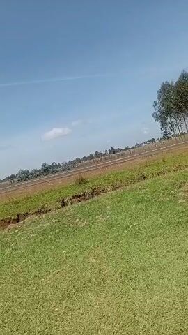 A low-angle shot captures a rural scene under a clear, blue sky dotted with sparse clouds. A grassy field dominates the foreground, bordered by a shallow trench that extends into the distance. Beyond the trench, a dirt road runs parallel to a line of trees. A white and blue truck, covered with a green tarp, drives along the road from left to right. The camera is stationary throughout the video. The scene is quiet with only the sound of the passing truck audible.