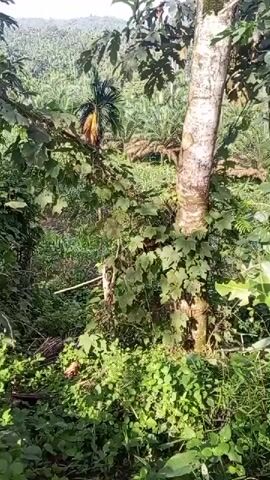 The video shows a close-up view of a tree trunk with vines growing on it, surrounded by lush green vegetation. In the background, there is a plantation of palm trees under a bright sky. The camera is positioned at eye level, and the shot is mostly stationary with slight movements. The lighting is natural, suggesting it is daytime. The environment appears to be a tropical or subtropical region.