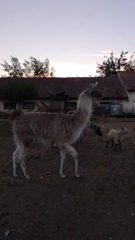 A llama stands in a dirt pen in front of a building with a red tile roof. Two sheep are also in the pen. The sky is a light purple and orange, indicating sunset. The llama is light brown and white. The sheep are white with black markings on their faces and legs. The building appears to be a barn or a stable.