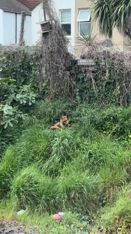 The video shows a fox in some tall grass. The fox is mostly brown, with a white-tipped tail, and is standing near the edge of a grassy area. Behind the fox is a wall covered in vegetation, with some bare vines hanging down. Beyond the wall is a two-story house with a white facade. The grass in the foreground is green and thick, and there's some debris on the ground near the bottom of the frame.