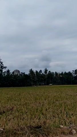 The video shows a field of mature rice stalks, their color a mix of gold and brown, ready for harvest. Behind the field, a line of tall palm trees and other greenery creates a backdrop. A couple of simple buildings, possibly houses, can be seen nestled among the trees. The sky is overcast with gray clouds. The camera appears to be moving, possibly from a passing vehicle, giving a sense of traveling through the rural landscape.