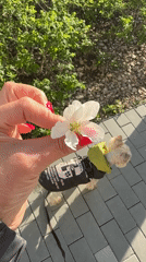 Woman walks small dog through Yekaterinburg during spring afternoon