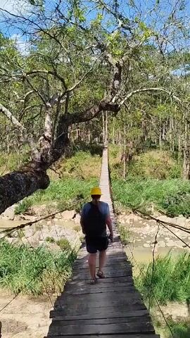 A person in a yellow hat and dark clothing walks away from the camera on a wooden suspension bridge. The bridge spans a river with rocky banks and green foliage, leading into a dense forest under a bright blue sky. A large tree with thick branches extends over the bridge from the left side of the frame.